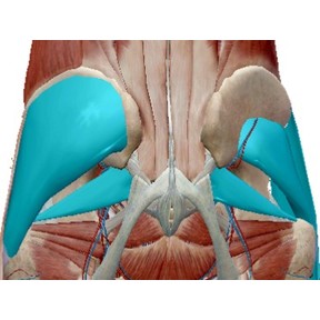 図では小殿筋と中殿筋。その上に大殿筋があります