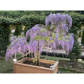 足利フラワーパークの藤の花