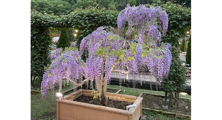 足利フラワーパークの藤の花